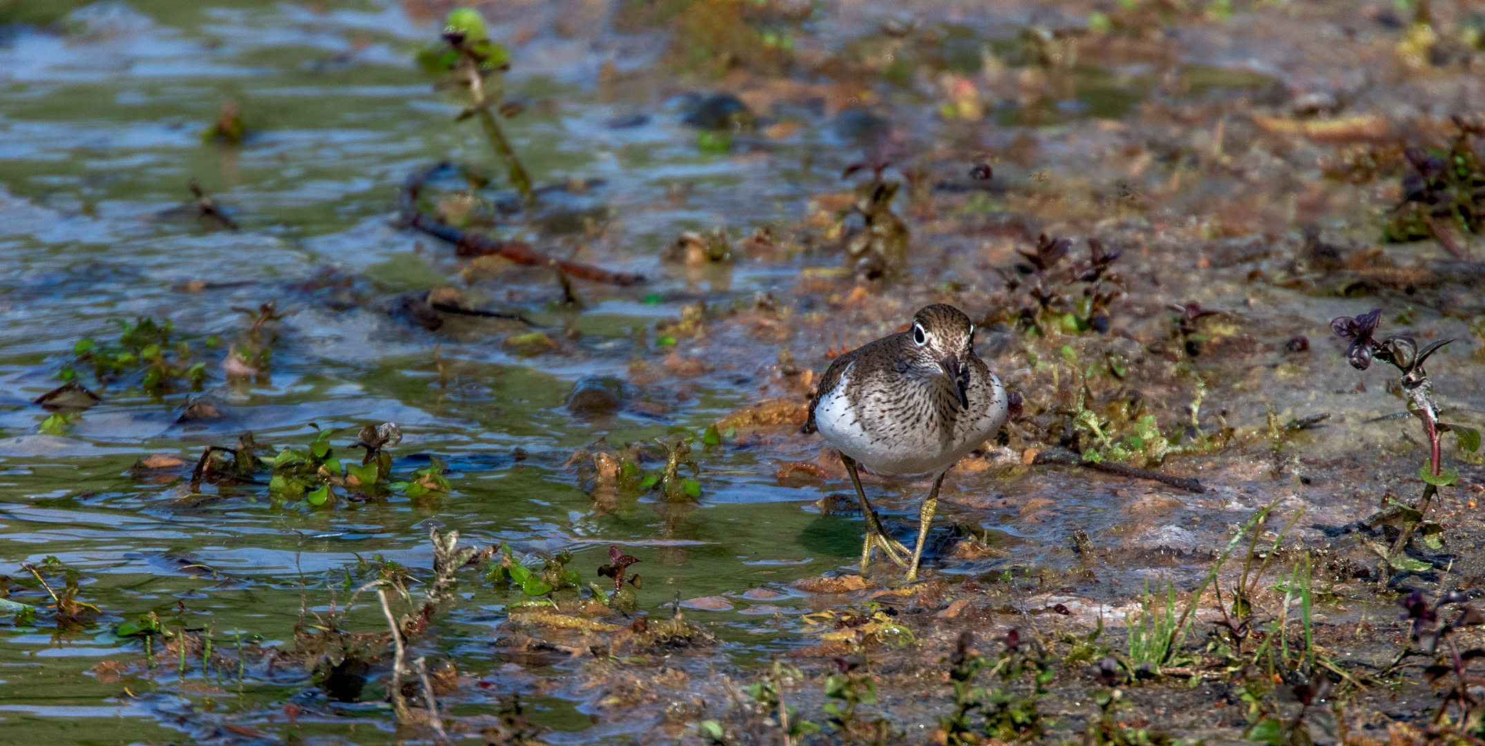 Flussuferläufer- Baby  am Zachariassee 001