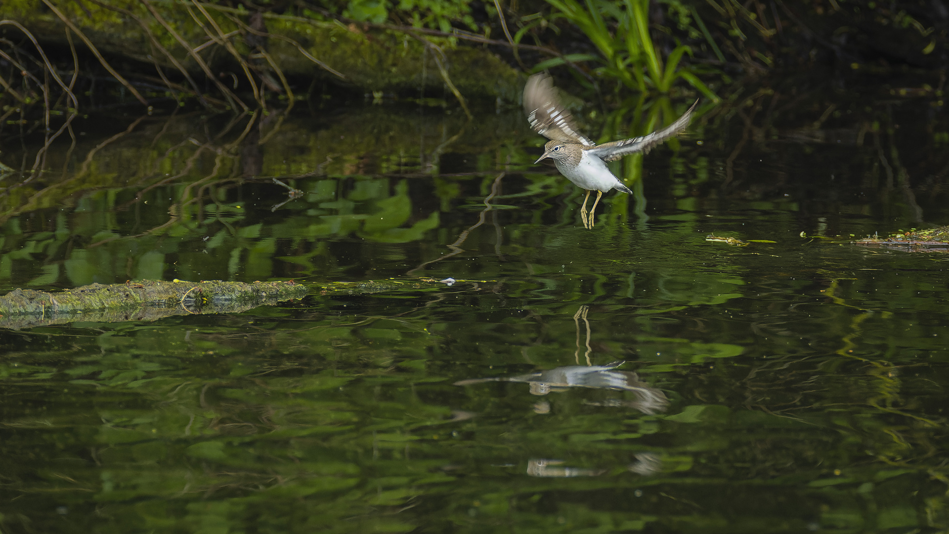 Flussuferläufer