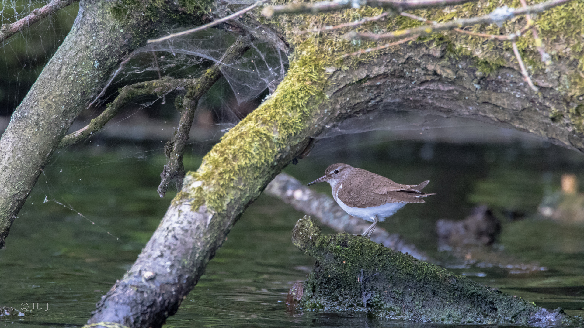 Flussuferläufer