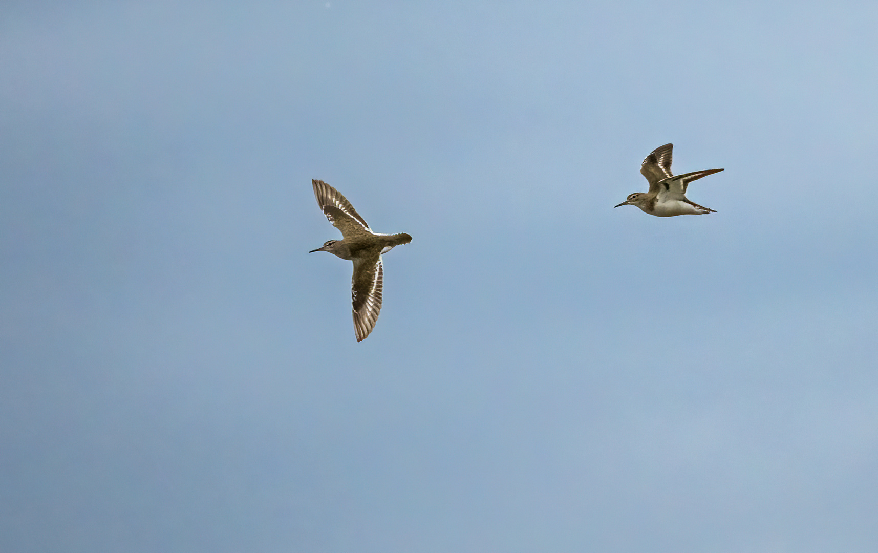 "FLUSSUFERLÄUFER DUO"