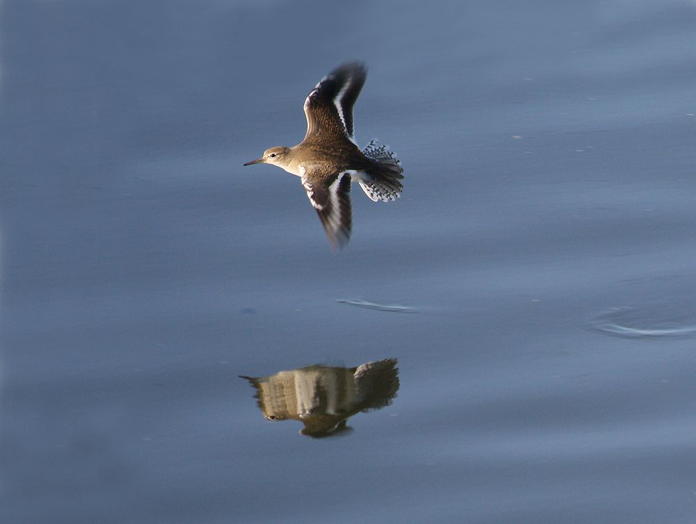 Flussuferläufer im Flug