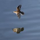 Flussuferläufer im Flug