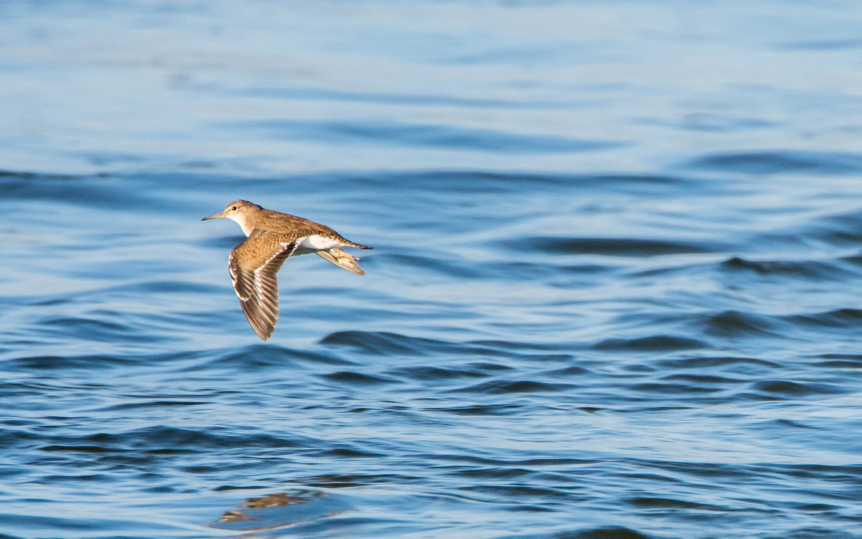 Flussuferläufer im Flug