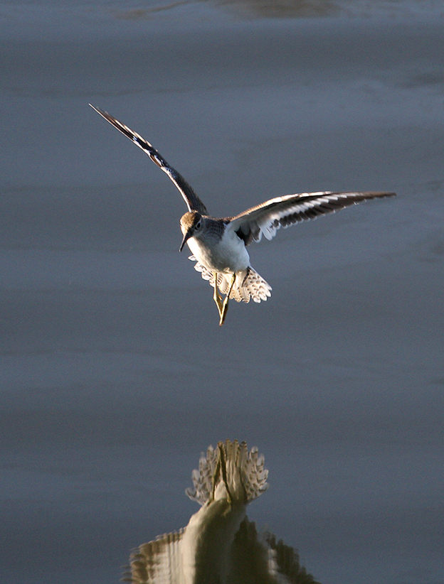 Flussuferläufer im Landeanflug