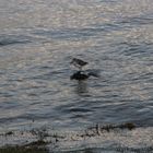 Flussuferläufer in der Elbe bei der Lühemündung