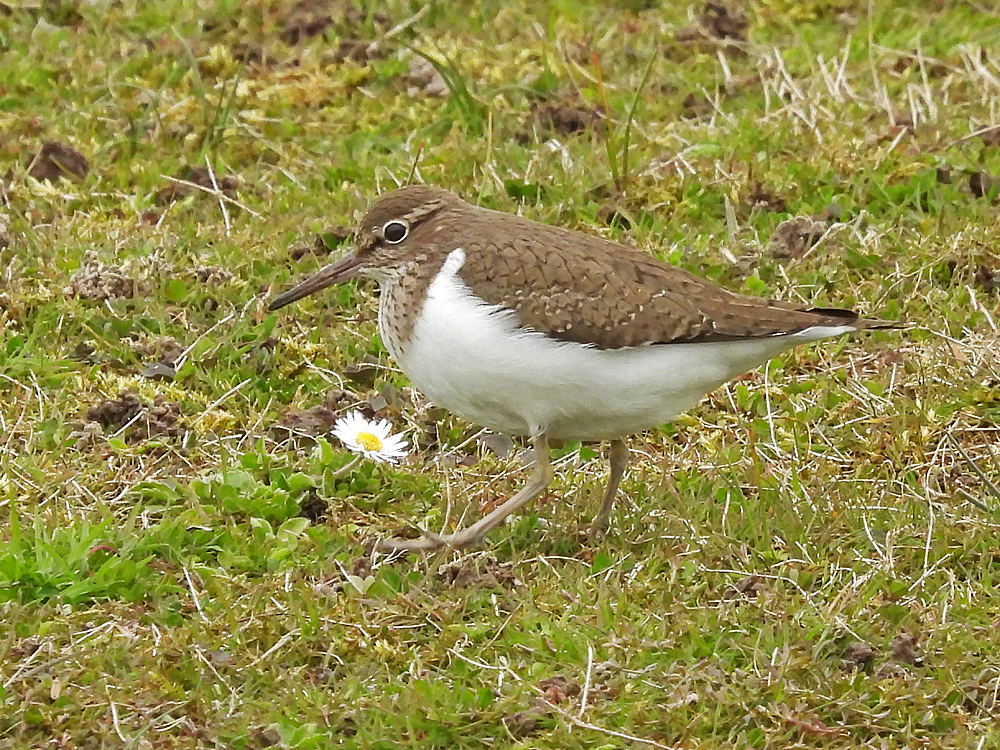 Flussuferläufer mit Gänseblümchen 