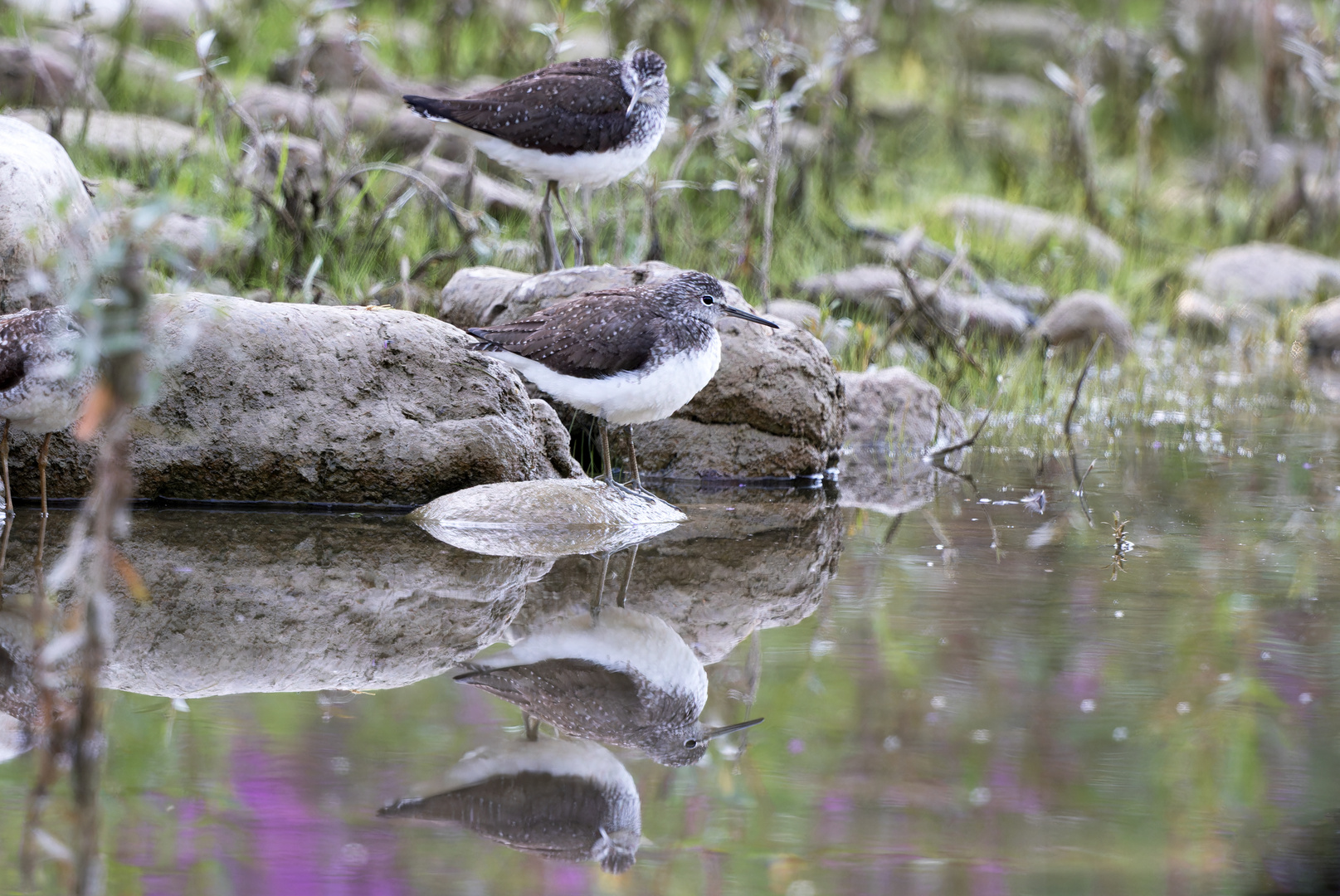 Flussuferläufer richtiggestellt Waldwasserläufer