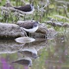 Flussuferläufer richtiggestellt Waldwasserläufer