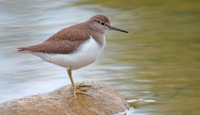 Flussuferläufer, September, Schweiz