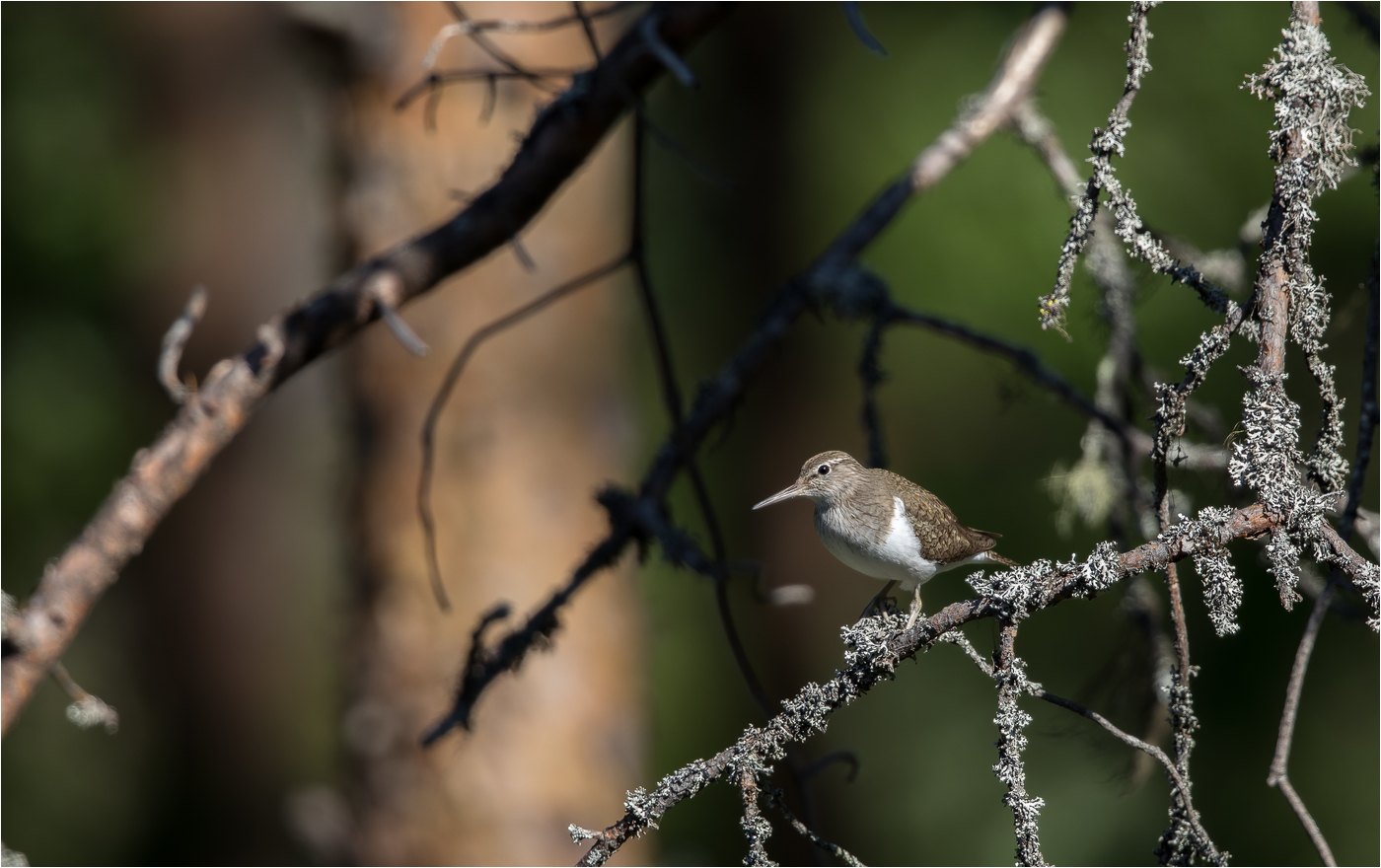 Flussuferläufer versteckt