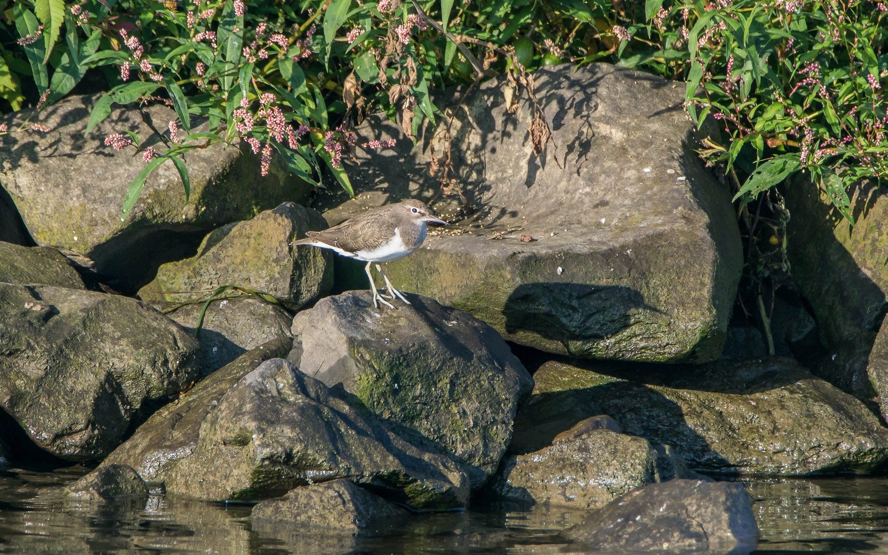 Flussuferläufer zu Besuch in den Rheinauen