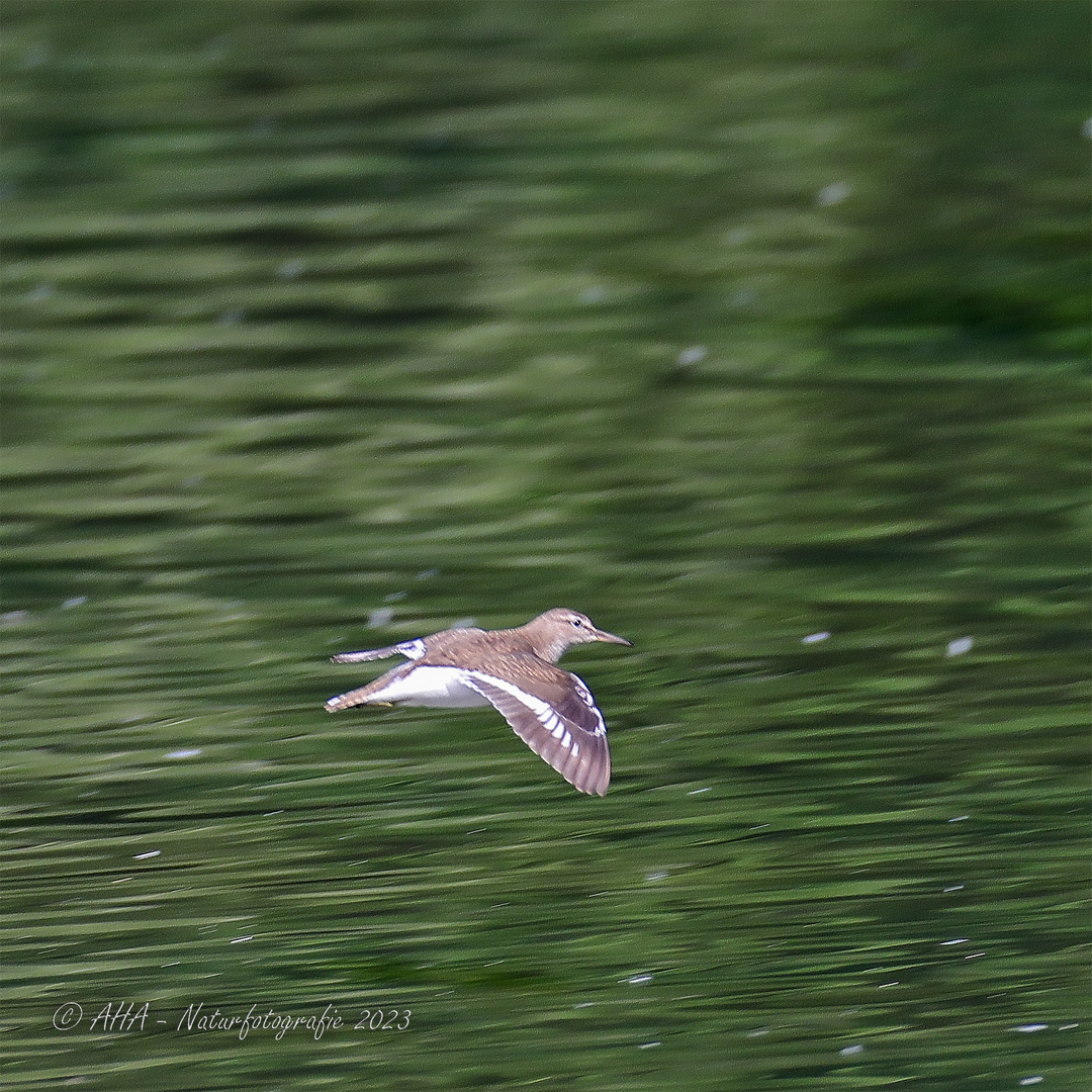 Flussuferlaufer im Flug