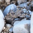 Flussuferwolfspinne (Arctosa cinerea) mit Beute 