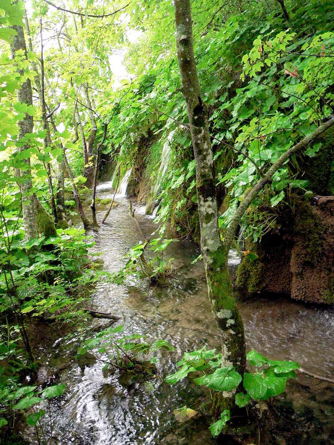 Fluss,Wasserfall und Wald