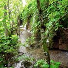 Fluss,Wasserfall und Wald