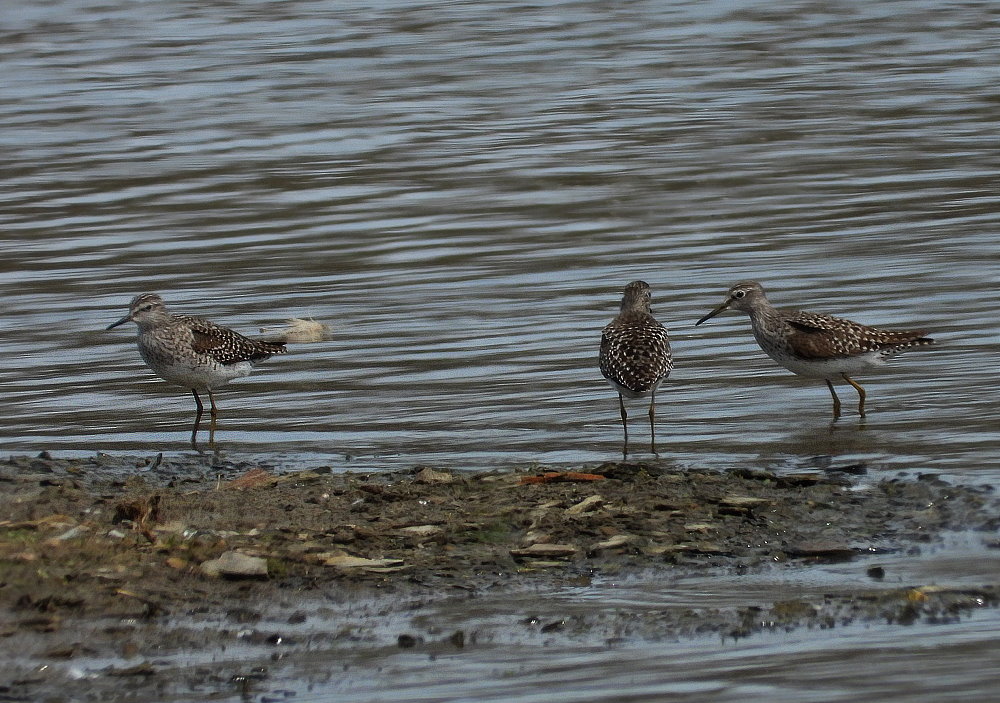 Flußwasserläufer (Actitis hypolenkos)