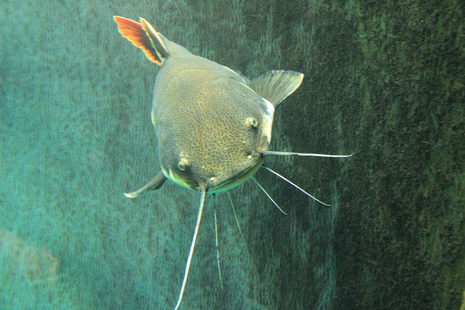 Flusswels Foto & Bild europe, schweiz & liechtenstein, tiere Bilder