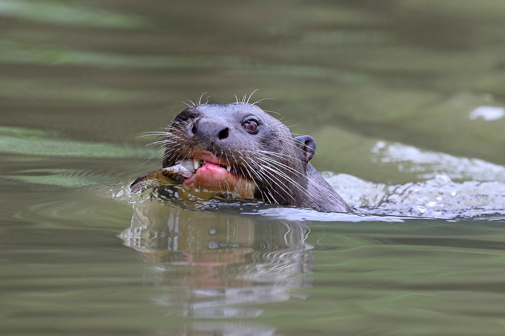 Flusswolf auf Fischjagd