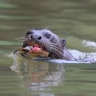 Flusswolf auf Fischjagd