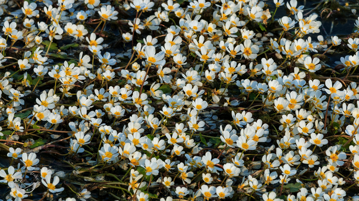 Flutende Wasserhahnenfuß (Ranunculus fluitans)