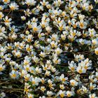 Flutende Wasserhahnenfuß (Ranunculus fluitans)