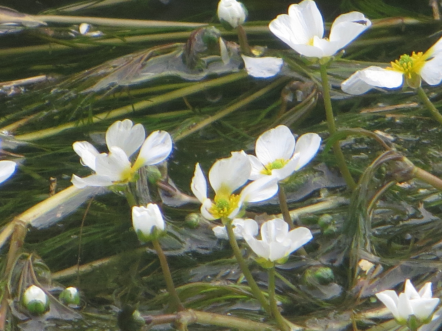 flutender Hahnenfuß