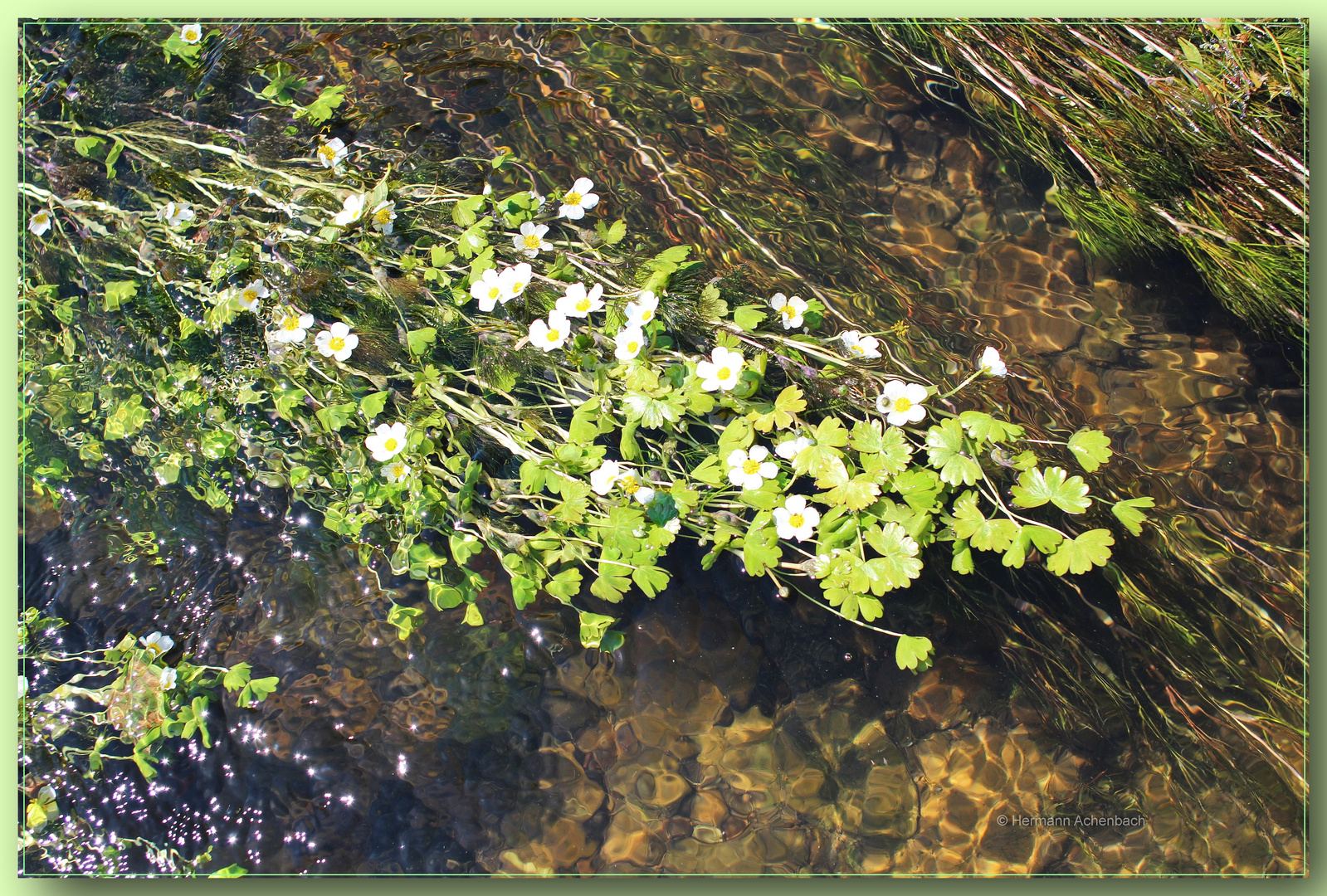 flutender Wasserhahnenfuß mit Blüten in der Lahn