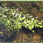 flutender Wasserhahnenfuß mit Blüten in der Lahn