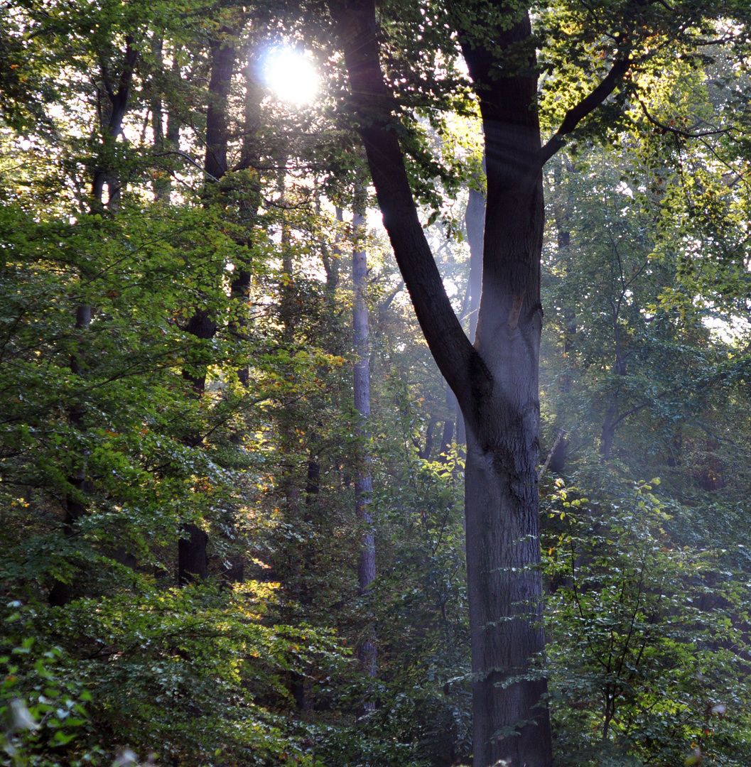 Flutlicht