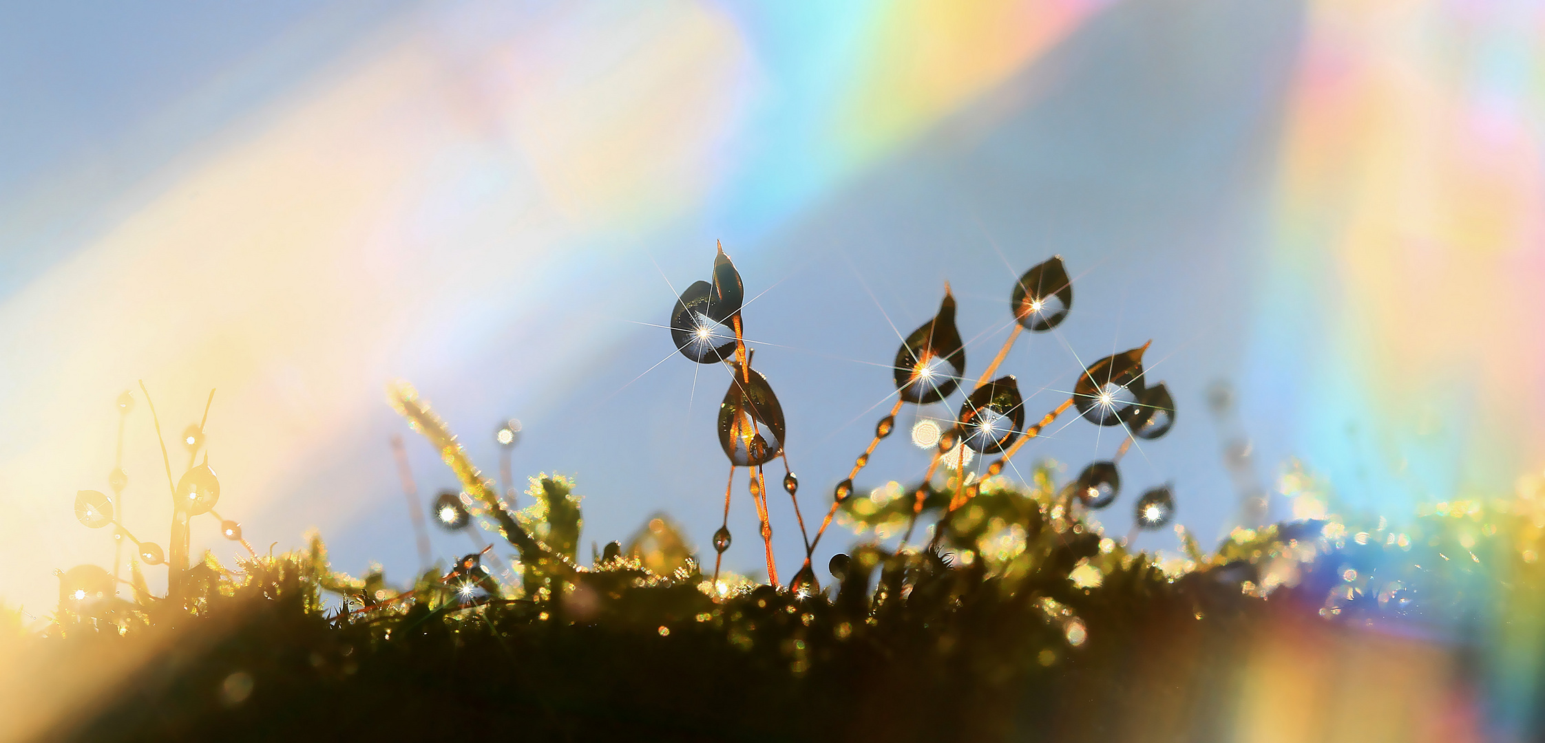 Flutlicht im Mooswäldchen