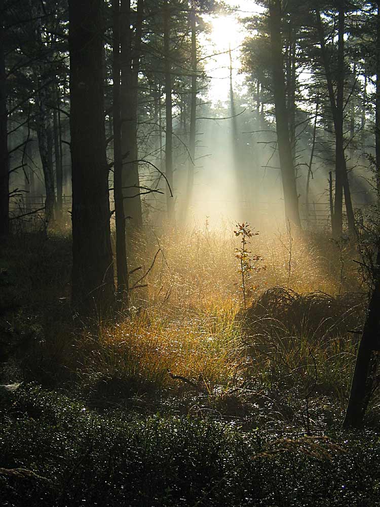 Flutlicht im Wald