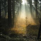 Flutlicht im Wald