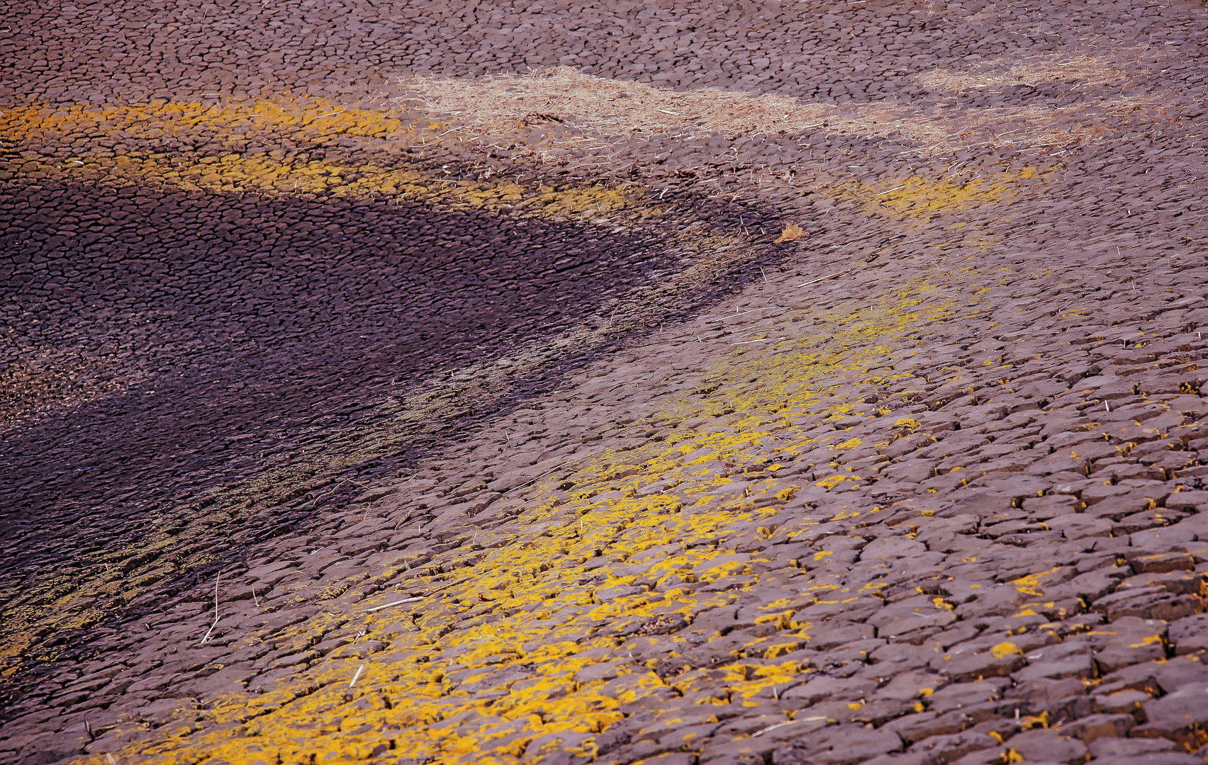 Flutsäume aus Treibsel