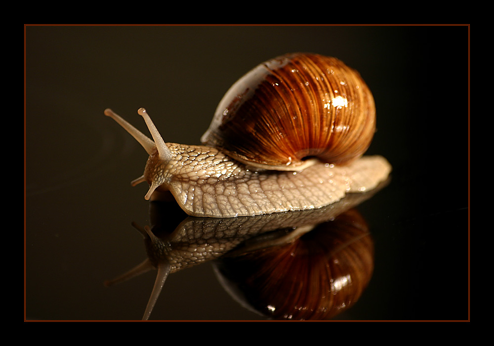 Flutschie - eine aufrechte Schnecke sucht ihren Weg