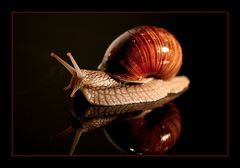 Flutschie - eine aufrechte Schnecke sucht ihren Weg