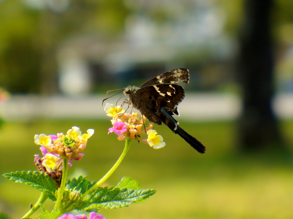 Flutterbye