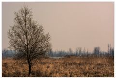 Flutwiese am Galenbecker See