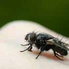 Fly