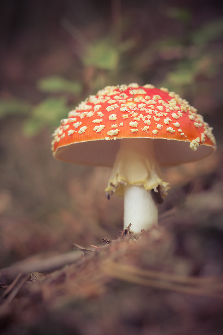 fly agaric