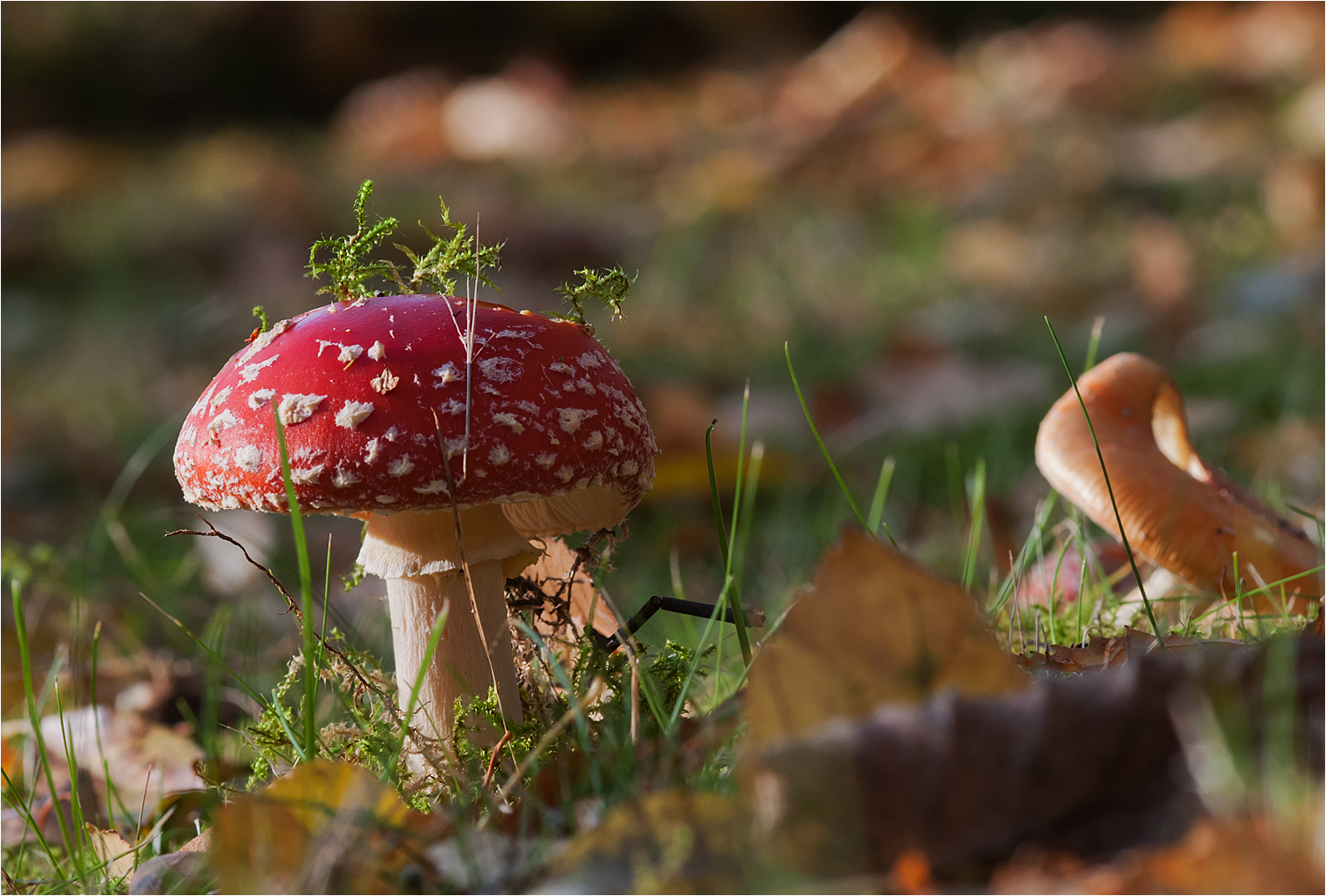  Fly agaric