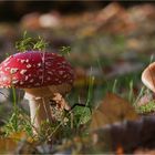  Fly agaric