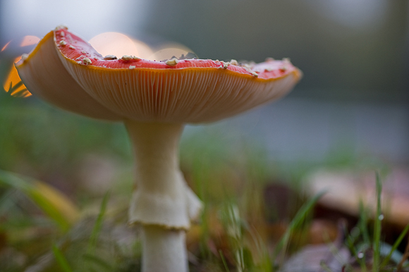 fly agaric