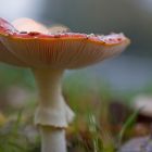 fly agaric