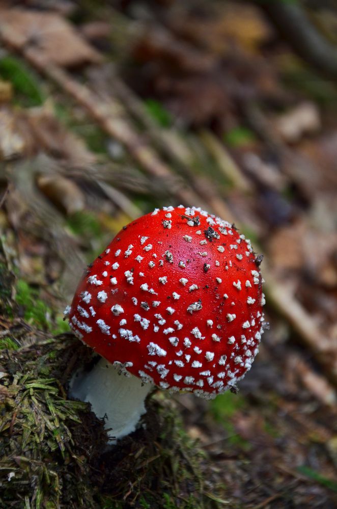 Fly Agaric...