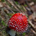 Fly Agaric...