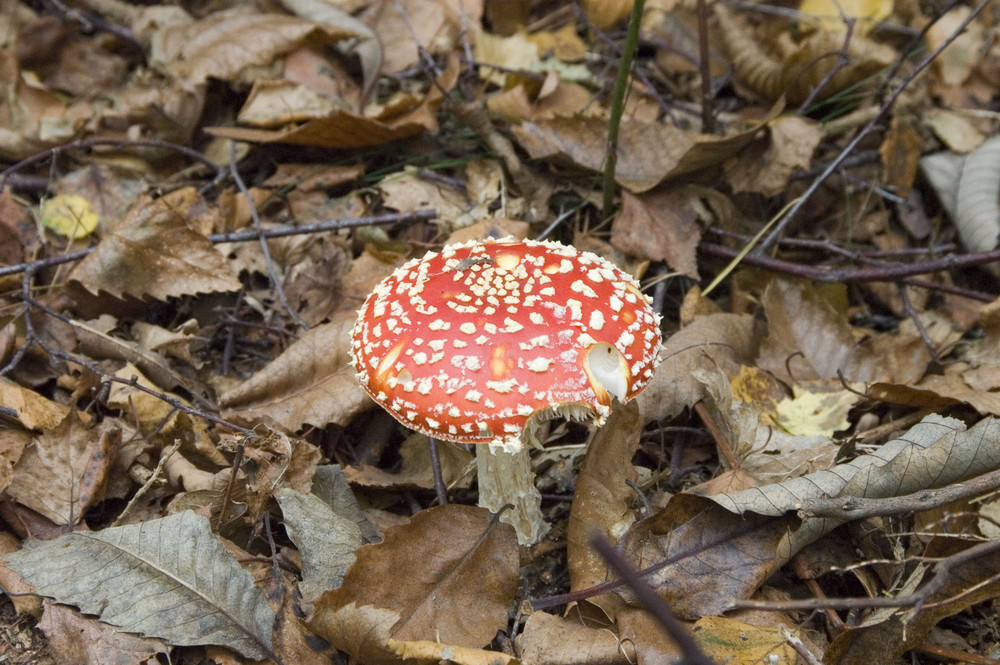 Fly-Agaric