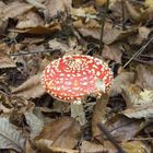 Fly-Agaric