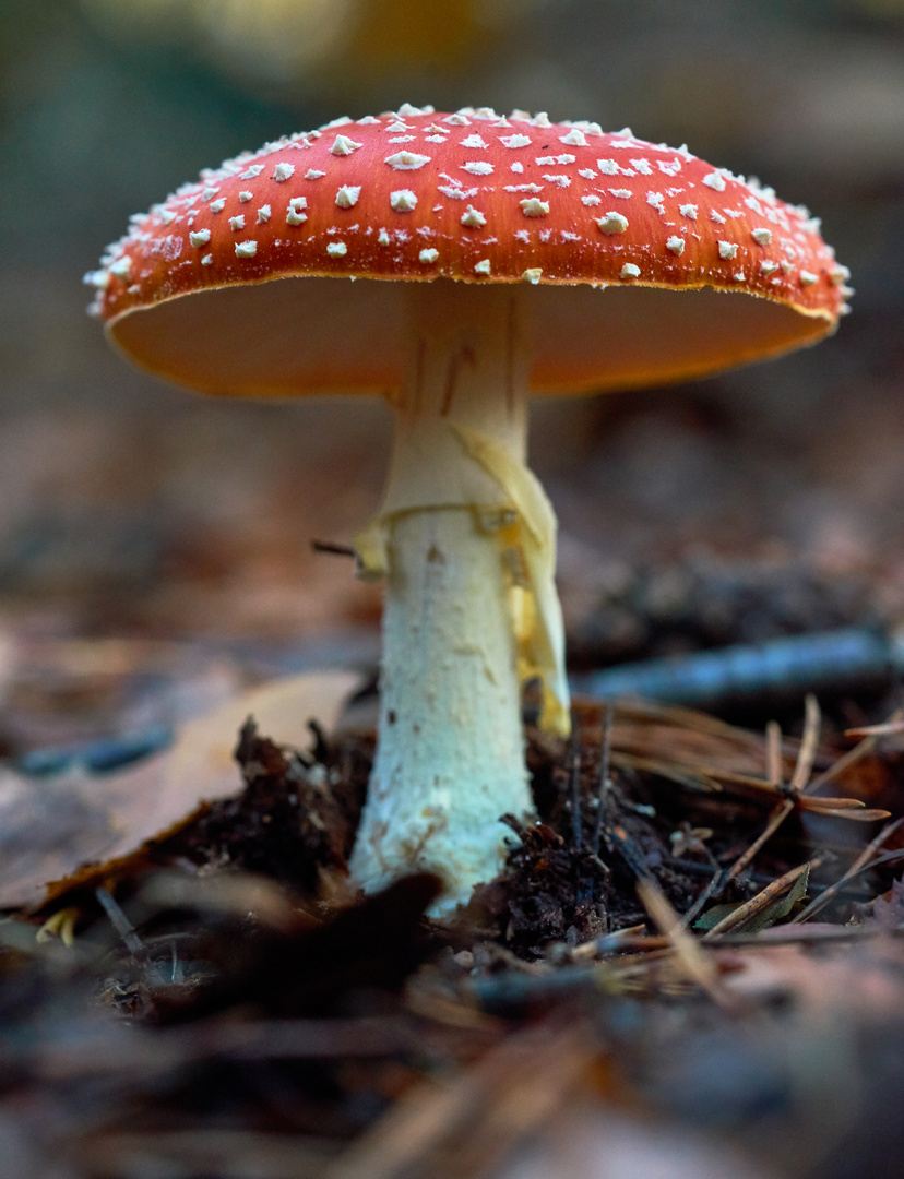 Fly agaric