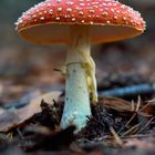 Fly agaric