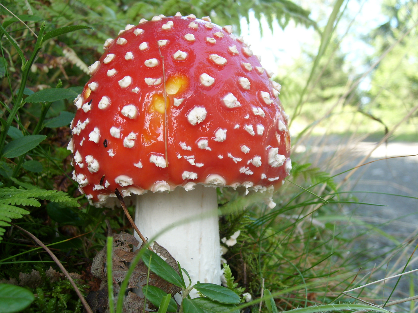 Fly agaric